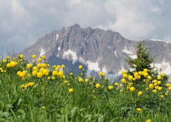 Tal & Groethuysen – Sony Music Entertainment France