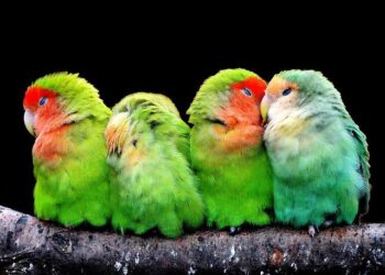 Nantes Foot : deux de chute pour les Canaris – Ouest-France