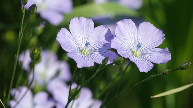 À⁢ la ​découverte dA fleur ​de peau et de ses⁤ liens avec Plus ⁤belle la ⁣vie