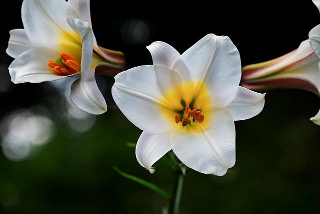 Exploration Technologique : Les Avancées de Lilium et leurs Applications Potentielles