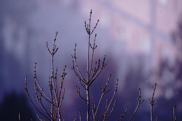 Les effets du climat hivernal sur la société française