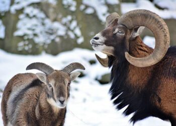 Équipe de France : la liste de Didier Deschamps avec le retour de Kylian Mbappé et la surprise Désiré Doué – Foot Mercato