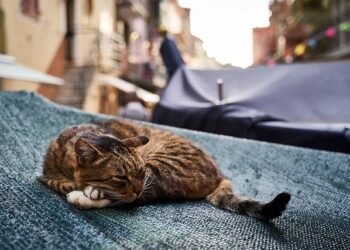 Avec « les yeux » de l’armée de Terre – France Inter
