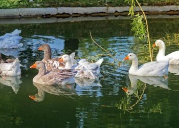 Montreuil-le-Gast. Plusieurs rendez-vous de marche avec l’office des sports – Ouest-France
