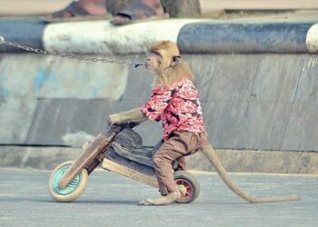 Lien entre maltraitances animale et humaine : des assises vont être organisées sur le sujet, une première en France – La Montagne