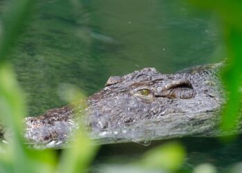 “Comment aider nos collègues aux États-Unis ?” Face à Trump, les scientifiques français veulent s’organiser – Télérama.fr