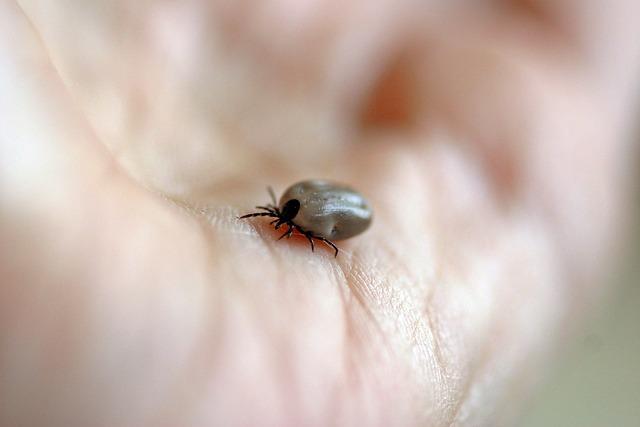 Méningite : un risque élevé de contamination après un cluster à Lyon – Lyon Capitale