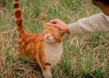 Kinds of Kindness – Film 2024 – AlloCiné