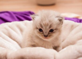 Saveurs perses – France Inter