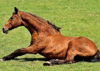 Quand 9 stand-uppers de talent viennent retourner Lyon le 22 mars prochain ! – mLyon