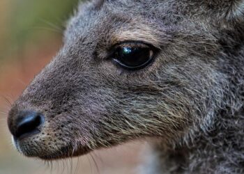 « Les agresseurs n’ont pas leur place dans nos théâtres » : la venue de Joey Starr à Lille et Amiens suscite la colère des féministes – France 3 Régions