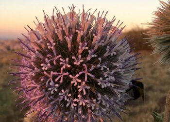 En Bretagne, un homme en garde à vue s’évade en escaladant les grilles du commissariat de Lorient – Ouest-France