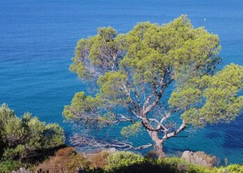 Suite au séisme sur la Côte d’Azur : quelles zones pourraient être frappées par un tsunami en région Paca ? – France 3 Régions