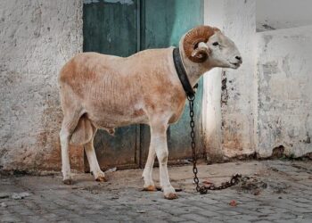 Tensions entre Alger et Paris : Bruno Retailleau promet une « riposte graduée » – franceinfo