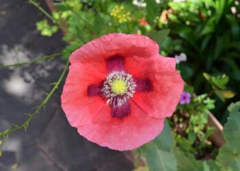 Saisie record de stupéfiants dans le Sud-Ouest : plusieurs tonnes interceptées ces derniers jours, y compris en Gironde – ici, le média de la vie locale Saisie record de stupéfiants dans le Sud-Ouest : plusieurs tonnes interceptées ces derniers jours, y compris en Gironde – ici, le média de la vie locale