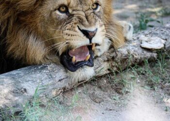 Angers élimine Bordeaux et file en finale de Ligue Magnus, Grenoble proche de la qualification – L’Équipe