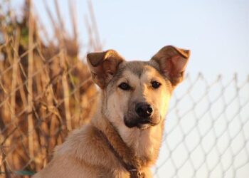 Des chiens en soutien des victimes au procès de l’ex-chirurgien pédocriminel Joël Le Scouarnec et partout en France – Nice matin