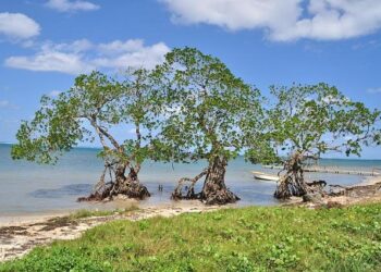 La France restitue une centaine d’objets archéologiques au Honduras – Sciences et Avenir La France restitue une centaine d’objets archéologiques au Honduras – Sciences et Avenir