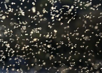 « Science grand format ». À la recherche des rois sumériens et des jardins de Babylone sur France 5 – Ouest-France