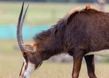 Météo. Le sable du Sahara arrive en quantités importantes à Lyon, des dépôts attendus – actu.fr