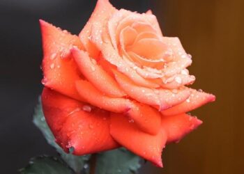 VIDÉO. La vague rose Odysséa bat tous ses records à Nantes – Ouest-France