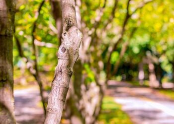 Quel avenir pour le parc de l’Orangerie à Strasbourg ? – ici, le média de la vie locale