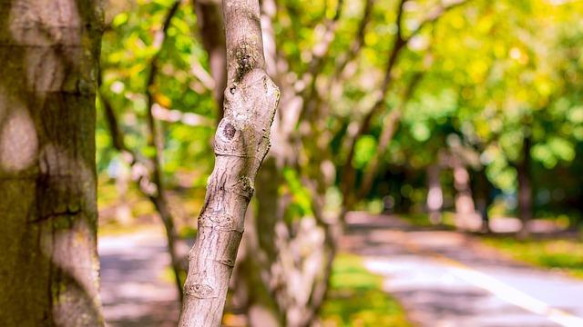 Quel avenir pour le parc de l’Orangerie à Strasbourg ? – ici, le média de la vie locale