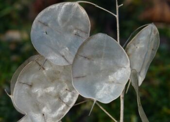 Le paysagiste de 34 ans soupçonné d’avoir drogué et violé plusieurs femmes dont une mineure mis en examen – France 3 Régions