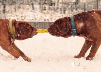 Gagnez vos invitations pour l’avant-première à Bordeaux du film « Natacha (presque) hôtesse de l’air » – ici, le média de la vie locale