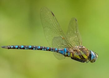 Démantèlement d’un réseau de passeurs de migrants entre l’Espagne et la France – Nice matin