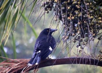 Ngal’ayel Mukau jouait pieds nus pour être plus fort – France – Lille OSC – SO FOOT