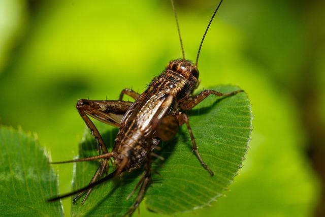 Cricket : à trois ans des JO, les Françaises changent de formule mais sont loin d’être au niveau – FRANCE 24