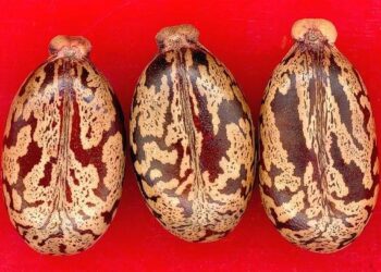 Castors, les dents de la rivière – France Culture