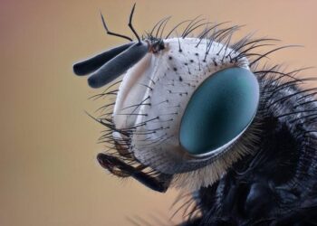 Black Flies – AlloCiné