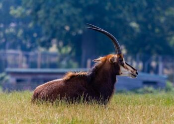 Actualités météo: Sable du Sahara dans le ciel de France jeudi et vendredi 20/03/2025 – Meteo Paris