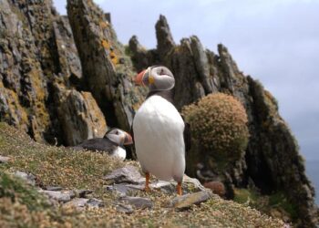Les Bleus avec Michael Olise d’entrée contre la Croatie au Stade de France ? – L’Équipe