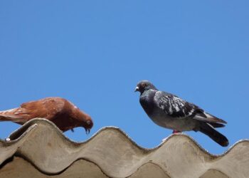 Vols de colis : des réclamations en hausse au sud de Nantes – Ouest-France