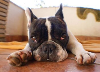 Printemps avant l’heure, les terrasses saisonnières rouvrent ce samedi à Lyon – France 3 Régions