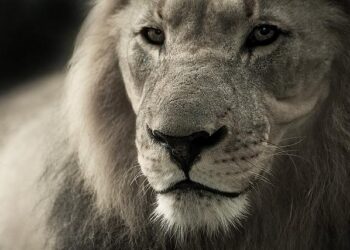 Lions britanniques – XV de France : les négociations avancent pour un match au sommet – Rugbyrama