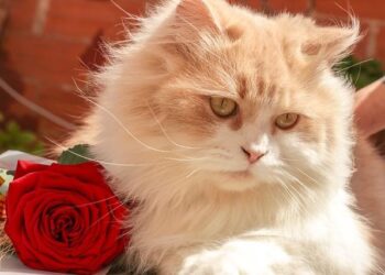 La Journée mondiale des rhumatismes en mode « One Health » – France Assos Santé