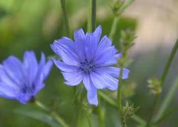 Un week-end 100 % Bach à Nantes – France Live