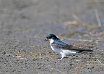 Les reportages de Martin Weill – Antilles : Bienvenue en France (Partie 1) – TF1+