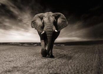 Elephant et Webedia créent Elephant Entertainment, un nouveau label de production de contenus – Webedia Elephant et Webedia créent Elephant Entertainment, un nouveau label de production de contenus – Webedia