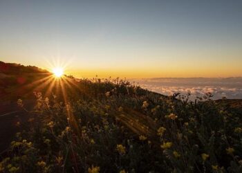 Camouflage de la pieuvre, tri des embryons et les oranges en danger – France Culture