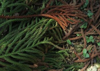 «Ma mère, Dieu et Sylvie Vartan»: le nouveau film du cinéaste québécois Ken Scott cartonne en France et talonne «Blanche-Neige» au box-office – Le Journal de Montréal «Ma mère, Dieu et Sylvie Vartan»: le nouveau film du cinéaste québécois Ken Scott cartonne en France et talonne «Blanche-Neige» au box-office – Le Journal de Montréal