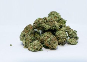 Une étape clé franchie vers la généralisation du cannabis médical en France – TV5MONDE Une étape clé franchie vers la généralisation du cannabis médical en France – TV5MONDE
