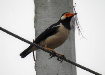 Le journal de Séries Mania : par Toutatis, une visite présidentielle à Lille ! – ici, le média de la vie locale