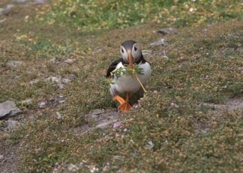 Equipe de France : Michael Olise, un premier match référence pour se muer en remplaçant d’Antoine Griezmann – franceinfo