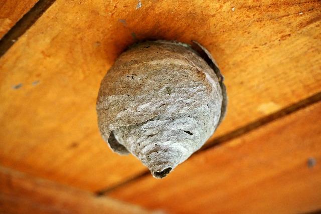 Comprendre lécologie des frelons asiatiques en France