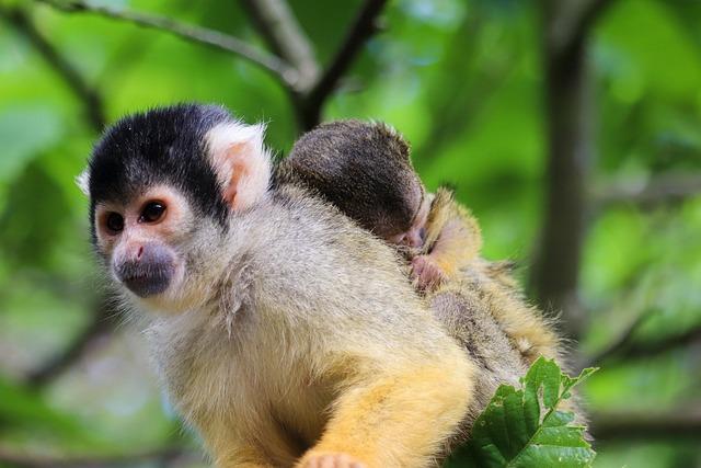 Les thématiques Profondes Derrière le Choix du Singe